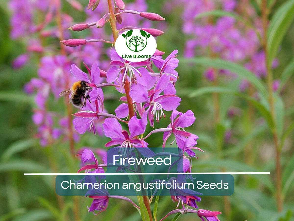 500 Fireweed Seeds | Rosebay (Chamerion angustifolium) | Perennial Herb Flower | Native Pollinator Plant Seeds