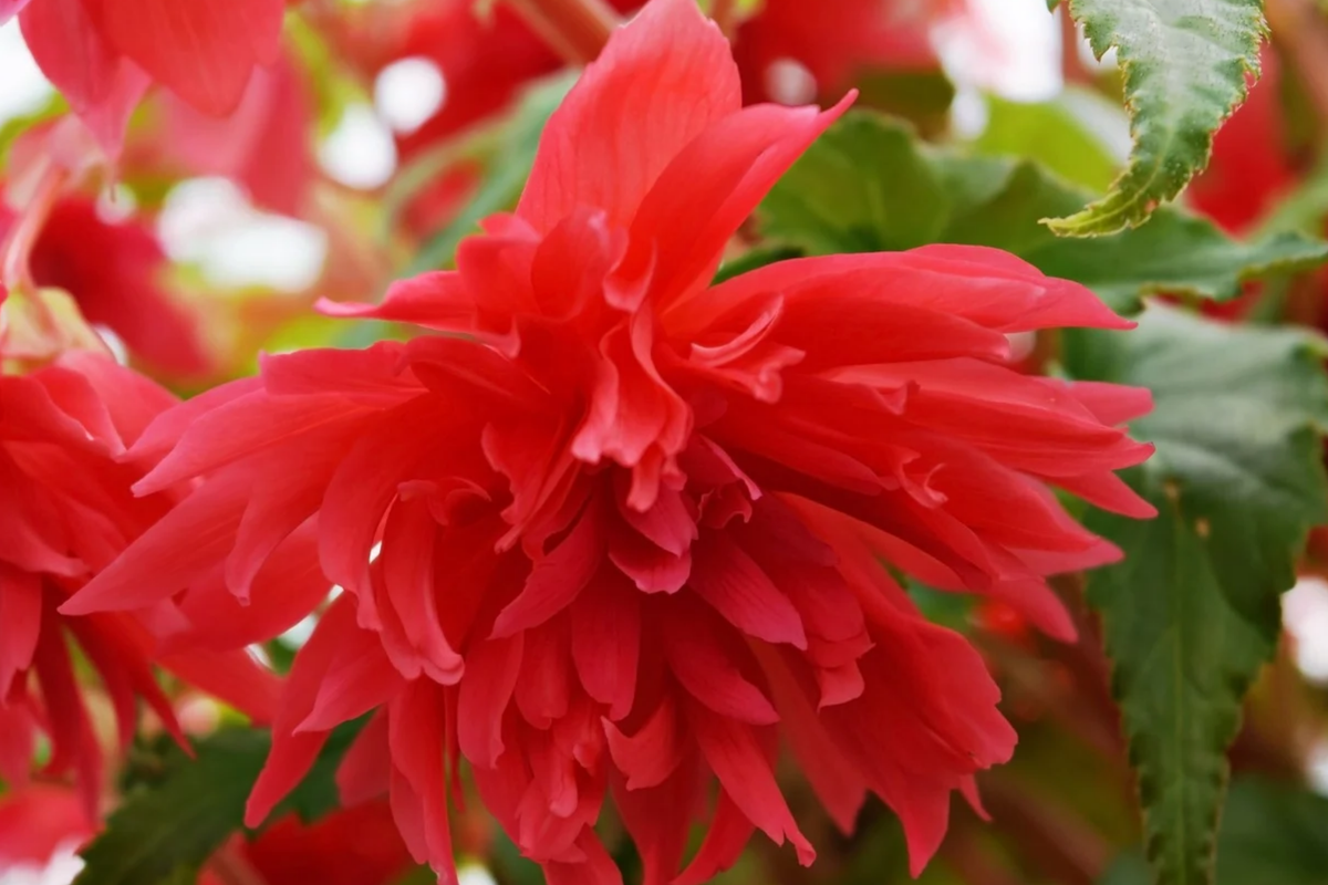 Begonia Seeds - 5 Seeds Bossa Nova Yellow, Pale Yellow Blooms, Begonia x tuberhybrida, Easy to Grow for Vibrant Gardens