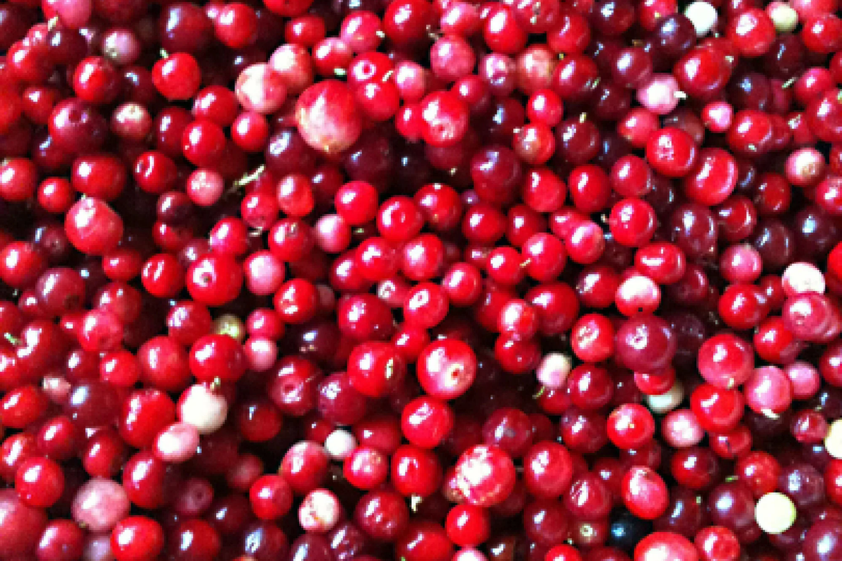 Mountain Cranberry Seeds 50 PCS Edible Fruit Vaccinium Vitis-idaea Perennial Full Sun Pink Bloom USDA Zones 2-7