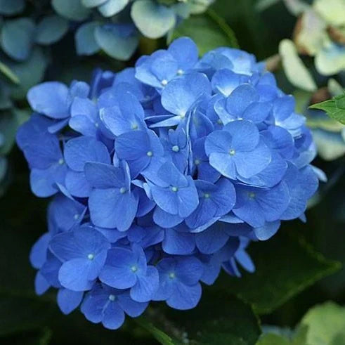 2 Live Blue Hydrangea Bushes - 18" Bareroot Plants, Large Blooming Perennial (Hydrangea macrophylla) - Fragrant Garden Shrubs