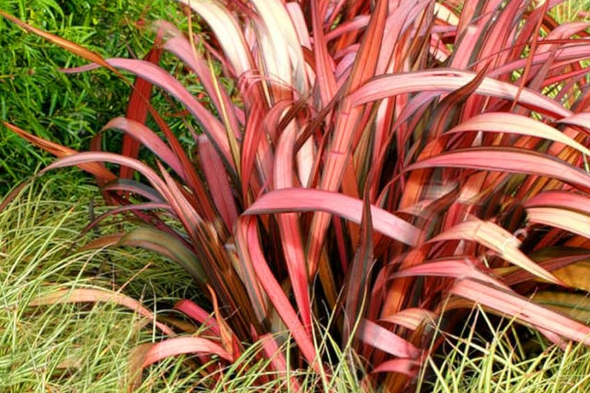 Phormium Seeds - 15 PCS Purpureum New Zealand Flax, Purple Foliage, Ornamental Grass - Phormium tenax