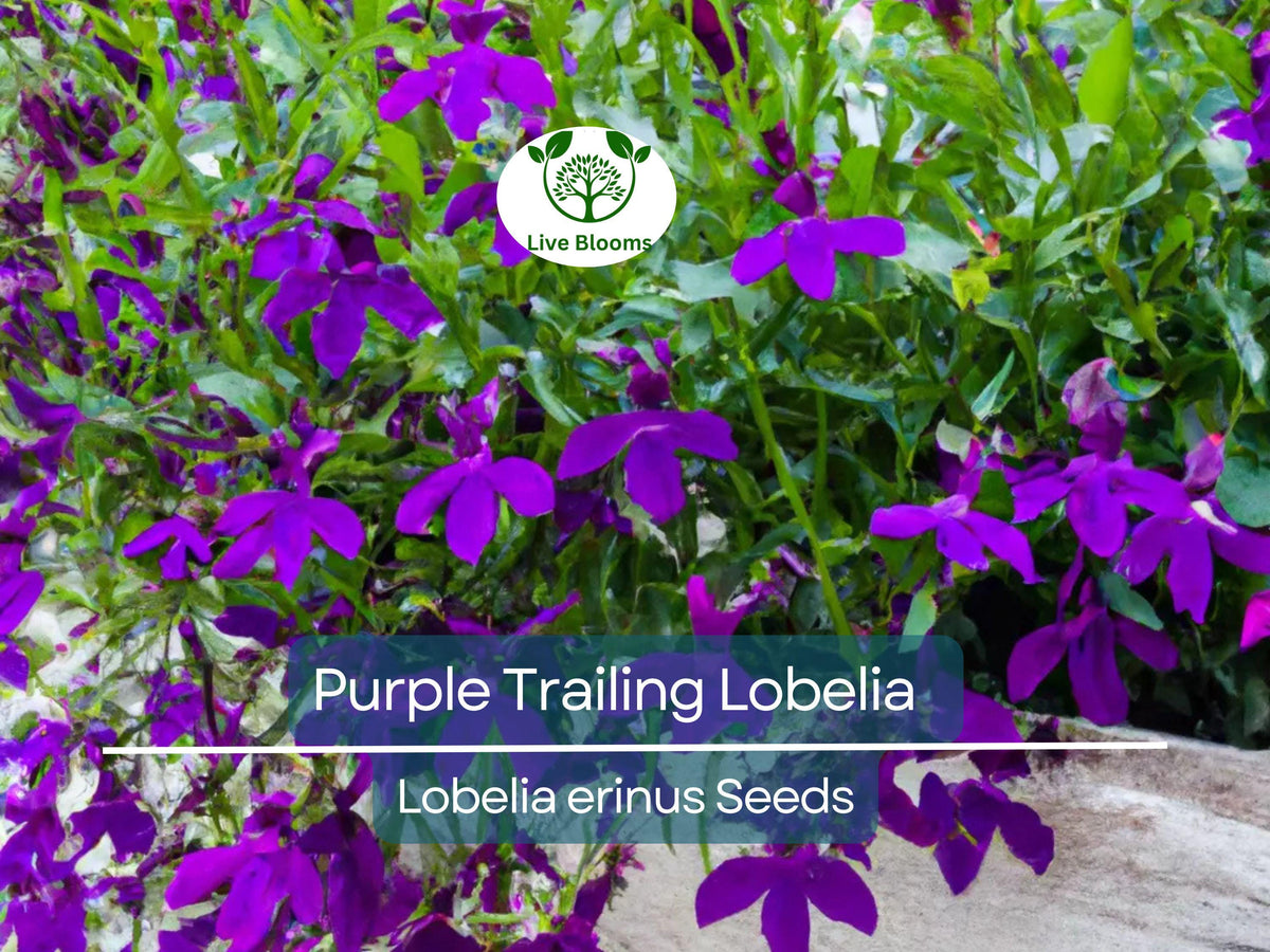 600 Purple Trailing Lobelia Seeds | Annual Ground Cover & Hanging Basket | Low Maintenance, Easy Grow | Lobelia erinus