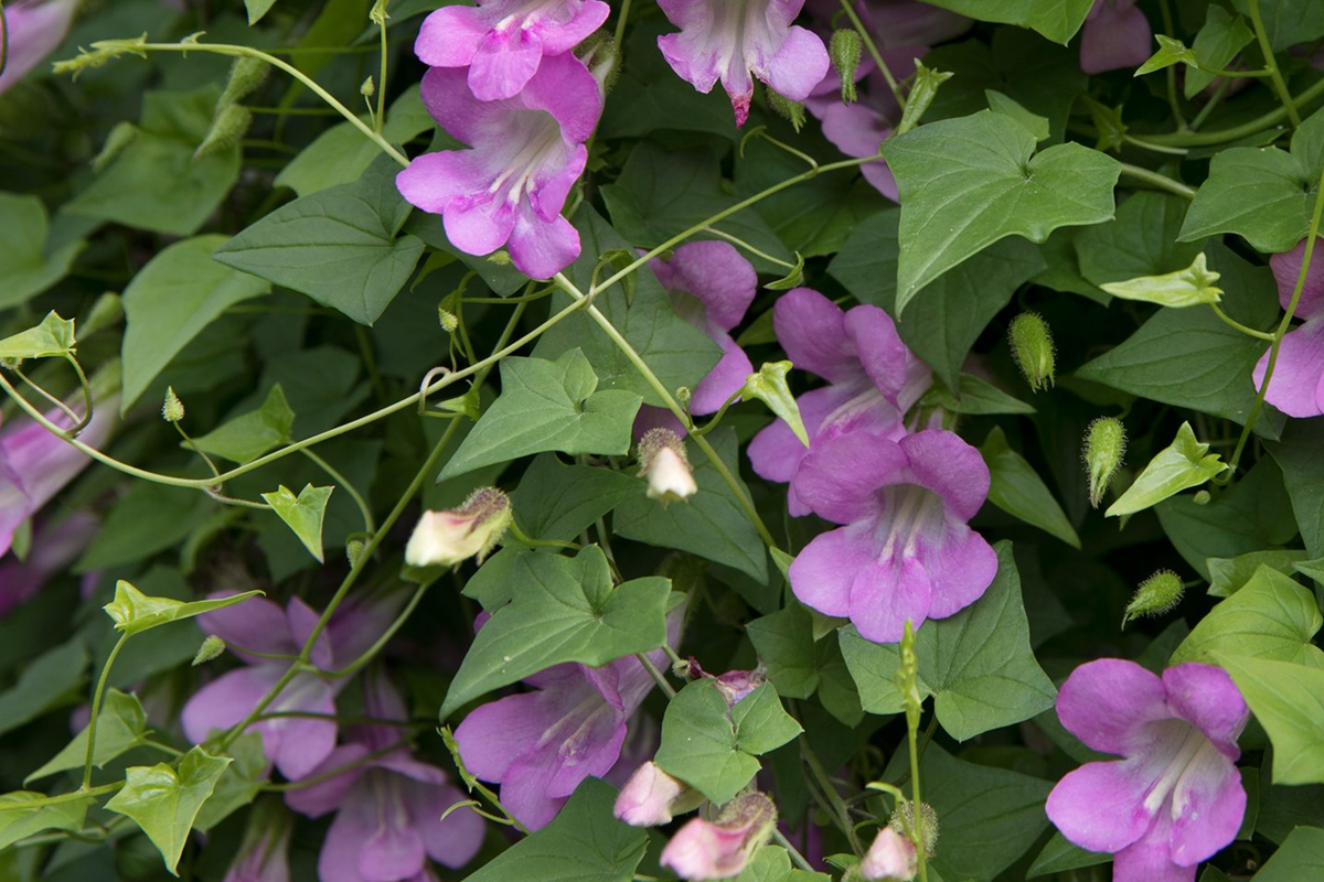 Climbing Snapdragon Seeds 25 PCS Violet Perennial Vine Asarina Scandens Twining Flower Seeds for Trellises Garden Decor
