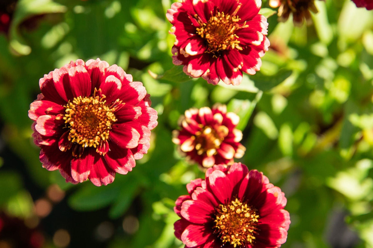 Aztec Burgundy Bicolor Zinnia Seeds - 100+ Heirloom Flower Seeds, Zinnia elegans, Dual-Tone Blooms for Cut Flower & Pollinator Garden