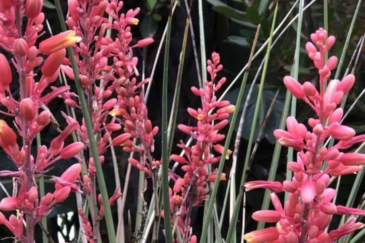 Hesperaloe Parviflora Seeds - 50 PCS Red Yucca - Heat Tolerant, Low Water, Full Sun - Texas Native