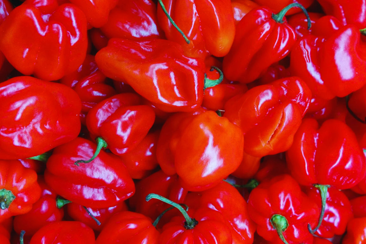 Red Scotch Bonnet Pepper Seeds - 25+ Organic Non-GMO Seeds for Planting - Capsicum chinense - Spicy Caribbean Flavor