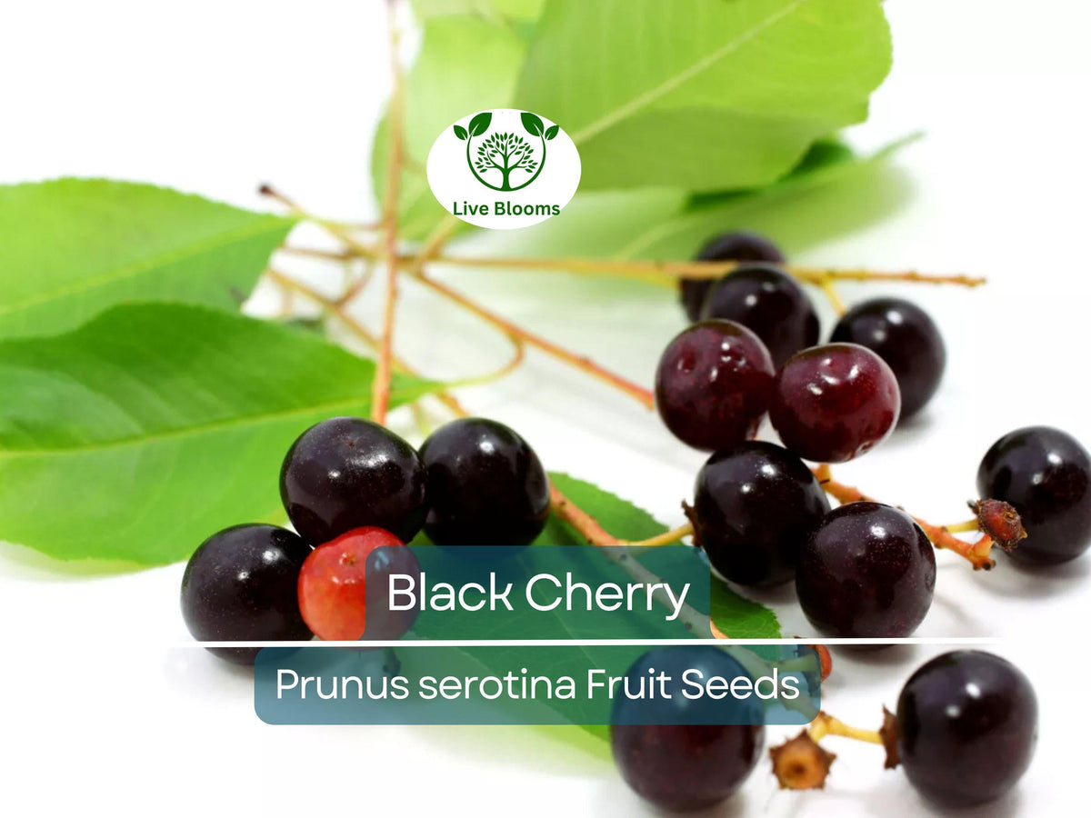 20 Black Cherry Seeds, Prunus serotina, Sweet Edible Fruit, Hardy High Yielding Tree for Garden, Jams, and Jellies