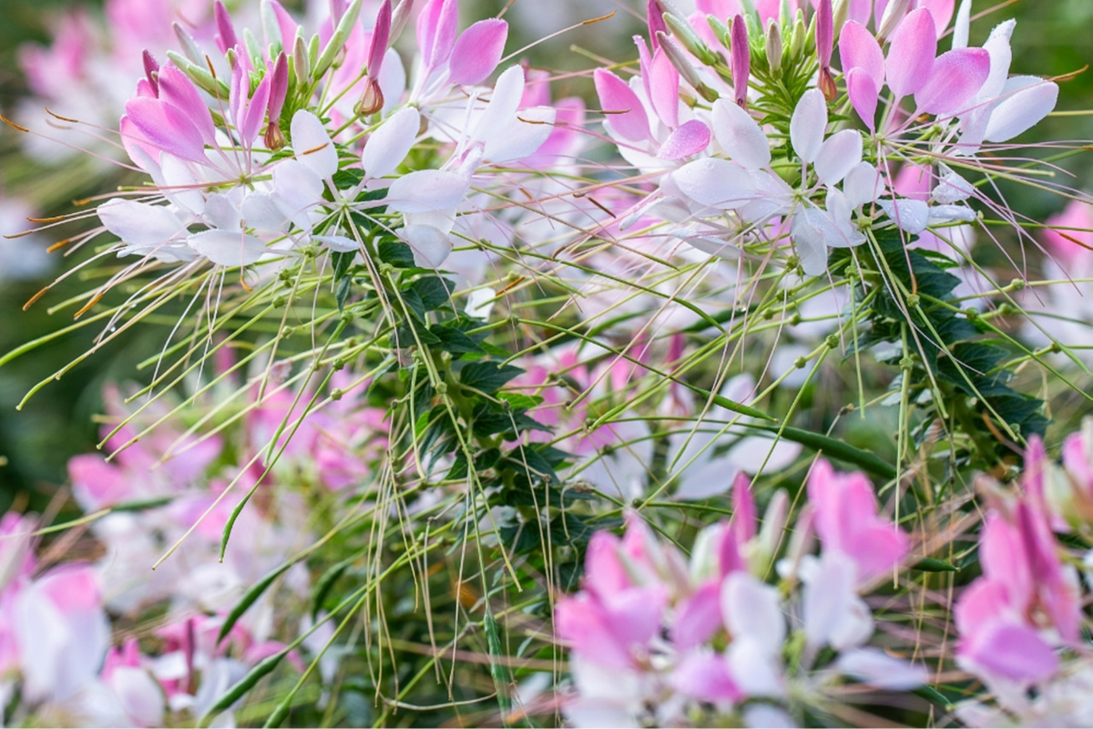 Cleome Seeds 50 Count - Queen Mix (Pink, Purple, Rose, White) - Cleome hassleriana - Annual Flower Seeds for Garden