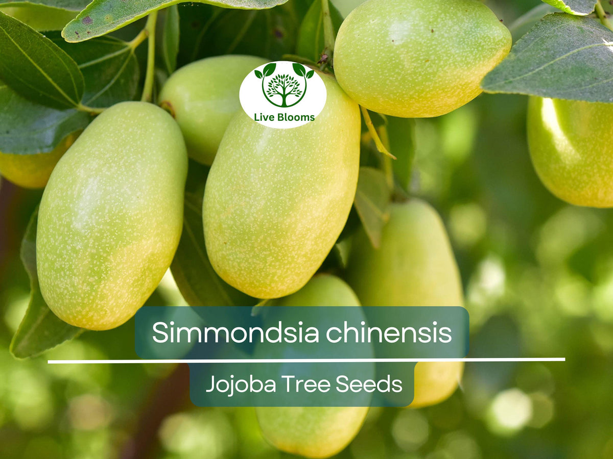 Jojoba Seeds 5 Count | Simmondsia chinensis | Drought-Tolerant Shrub for Sustainable Landscaping & Wildlife Habitat
