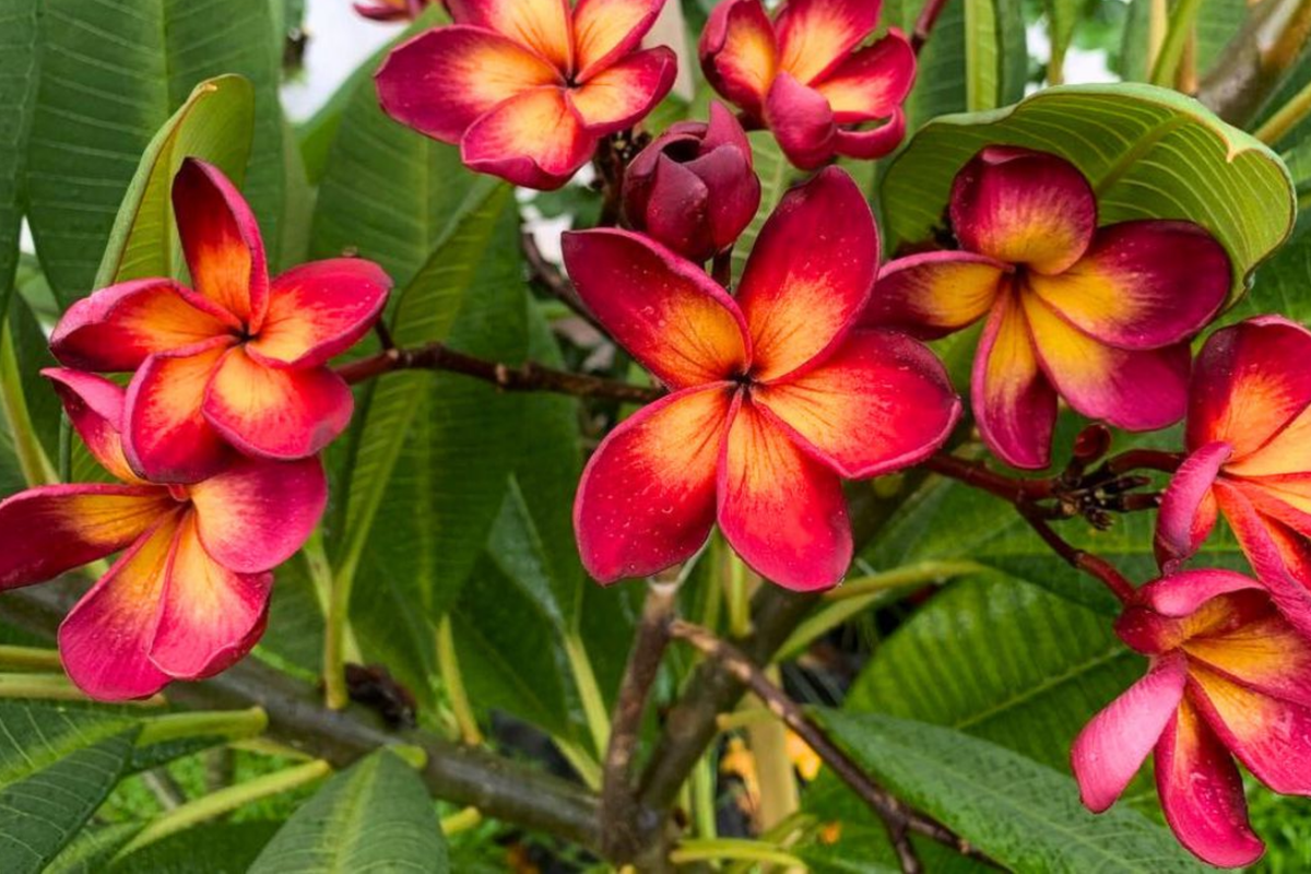 Plumeria Rubra Seeds 25 Count | Frangipani Mixed Set | Tropical Flowering Plants for Garden | Germination-Friendly