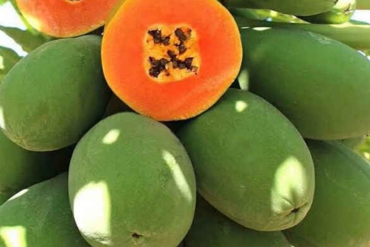 30 PCS Papaya Seeds - Dwarf Hovey Variety - Carica L. - Rare Fruit Tree Seeds for Outdoor Gardening & Bonsai
