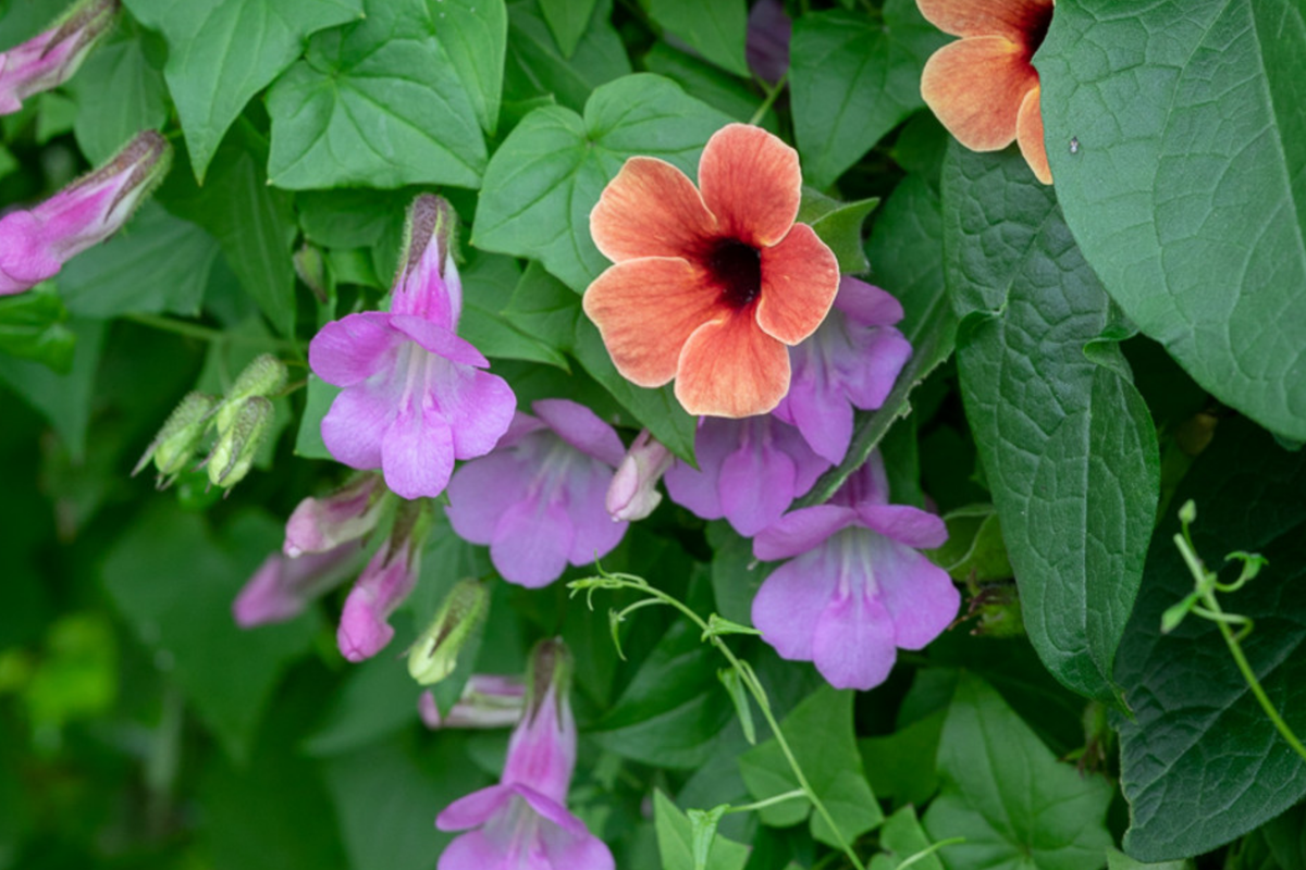 Climbing Snapdragon Seeds - 25 Pack Rose Perennial Vine - Asarina Scandens - Fast Growing Colorful Blooms for Vertical Gardening