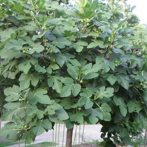 5 Organic Fig Tree Cuttings 8" – Heirloom Fruiting Variety for Propagation | Unrooted Cuttings (Ficus carica)