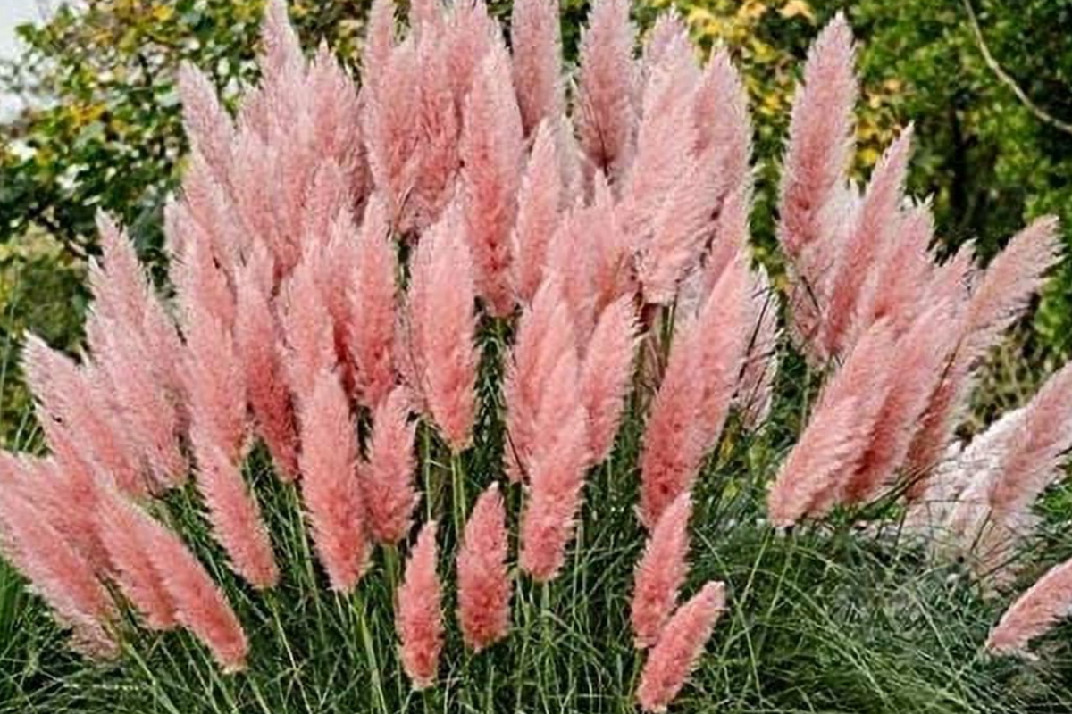 100 PCS Pink Pampas Grass Seeds, Ornamental Cortaderia Selloana, DIY Air Purifying Perennial Gardening Seeds