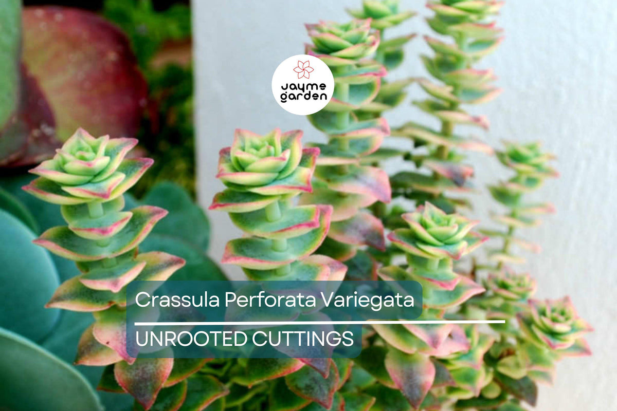 Christmas Cactus Starter Plant - Miss Shimano - Schlumbergera Truncata - Well-Rooted Indoor Cactus for Holiday Decor