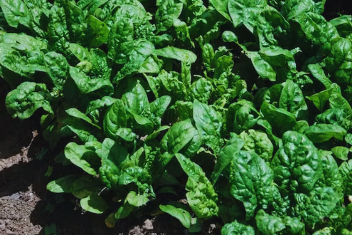 Bloomsdale Spinach Seeds - 150+ Non-GMO Heirloom Seeds for Garden | Spinacia oleracea - Nutritious Greens for Salads & Cooking