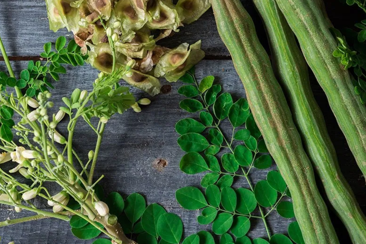 Moringa Tree Seeds - 10 Seeds, Drumstick Tree, Nutrient-Rich Superfood, Moringa oleifera, Ideal for Home Gardens