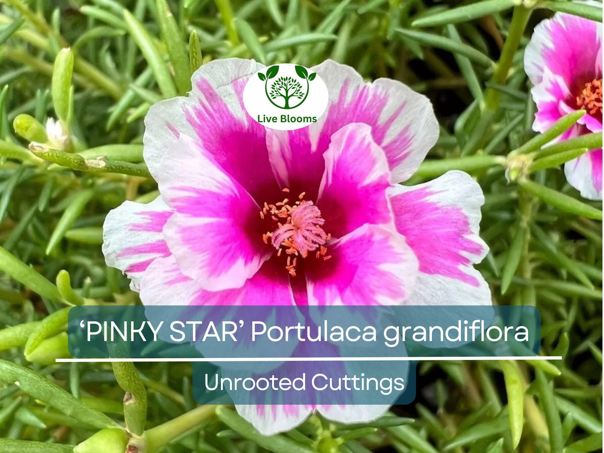 Hot Pink Ivy Geranium Starter Cuttings 6" - Pelargonium Peltatum - Vibrant Blooms for Containers & Hanging Baskets