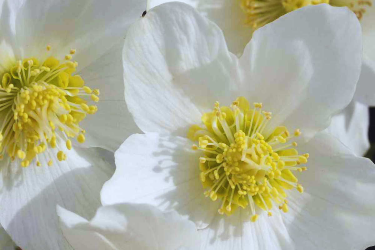 Christmas Rose Seeds - 12 Seeds - Helleborus Niger - White Flowers - Perennial Winter Bloomer - Deer Resistant Ground Cover