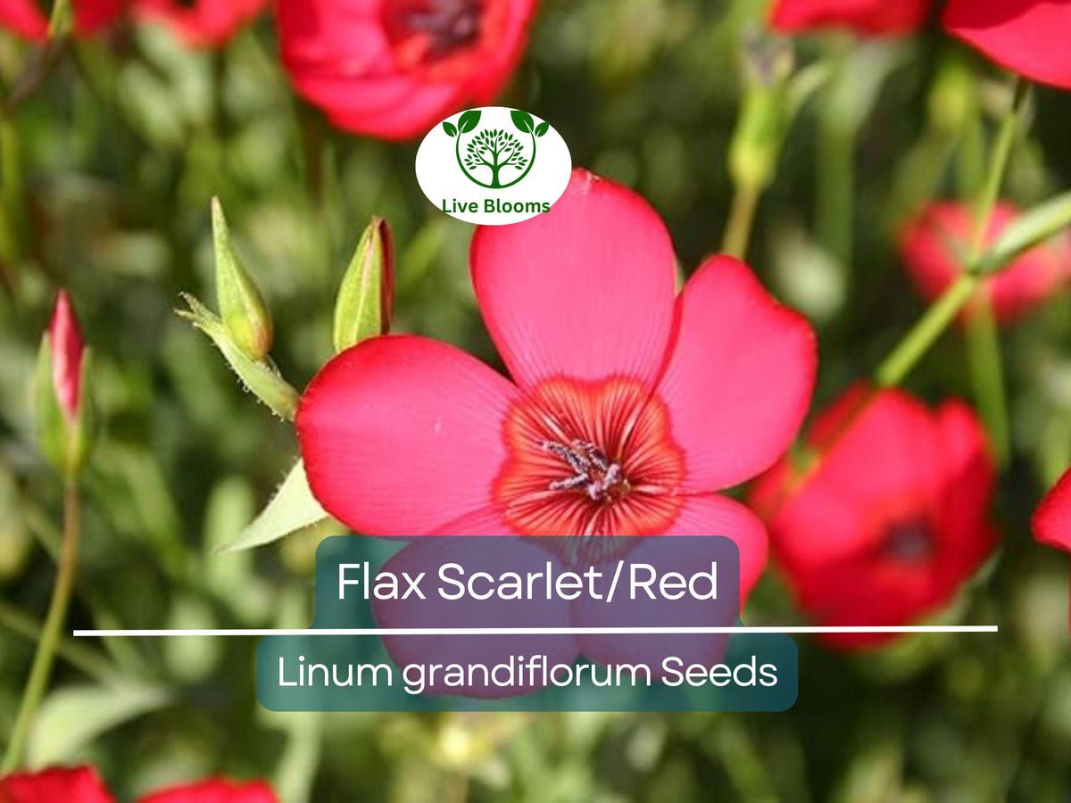 500 Seeds Flax Wildflower, Scarlet/Red, Non-GMO, Annual, Pollinator-Friendly, Linum grandiflorum, Partial Shade