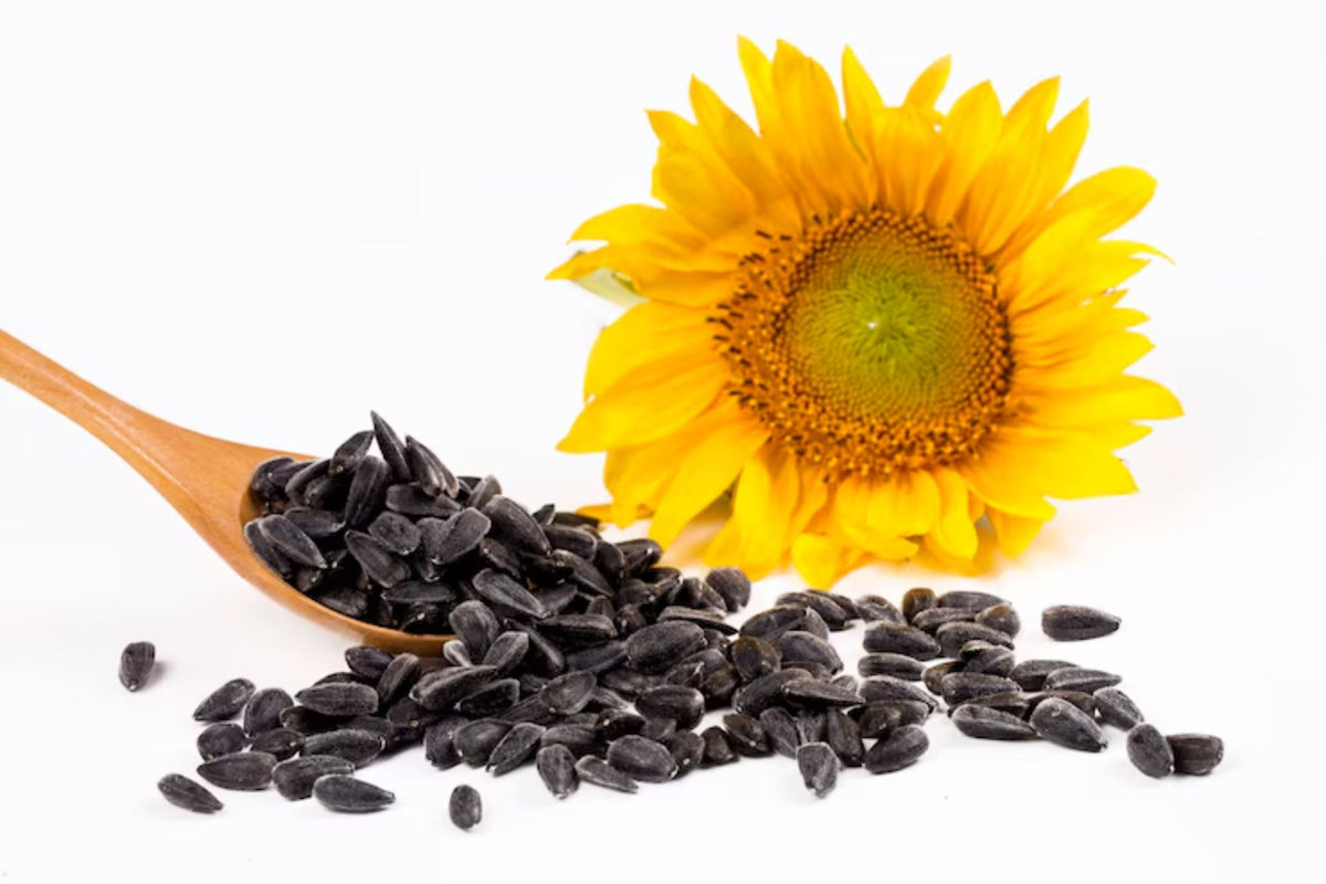 Bulk Black Oil Sunflower Microgreen Seeds | Non-GMO | Helianthus annuus | Fast-Growing Vegetable Seeds for Home Gardening