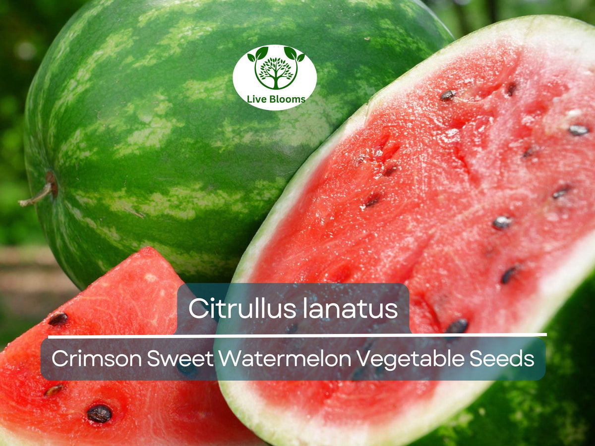 Crimson Sweet Watermelon Seeds 2g - Heirloom Citrullus lanatus, Juicy & Sweet Fruit for Home Gardening