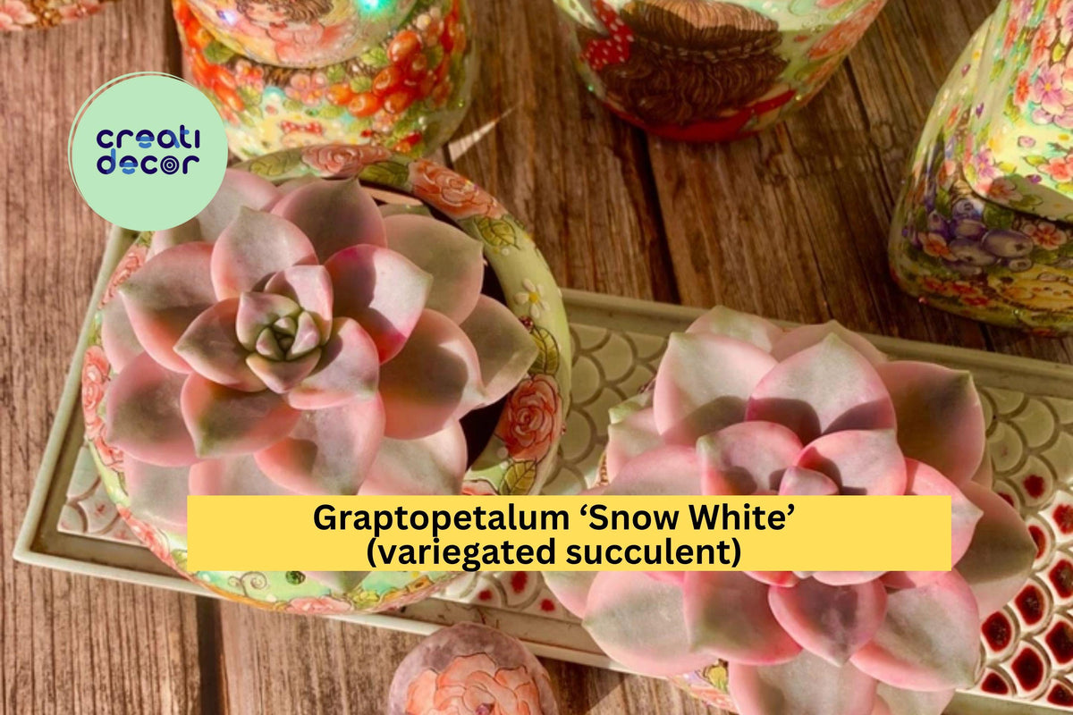Christmas Cactus Starter Plant - Miss Shimano - Schlumbergera Truncata - Well-Rooted Indoor Cactus for Holiday Decor