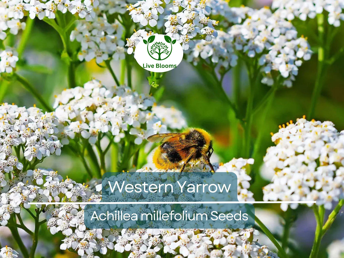 500 Western Yarrow Seeds | White Perennial Flower | Achillea millefolium | Drought Tolerant, Pollinator Friendly, Non-GMO