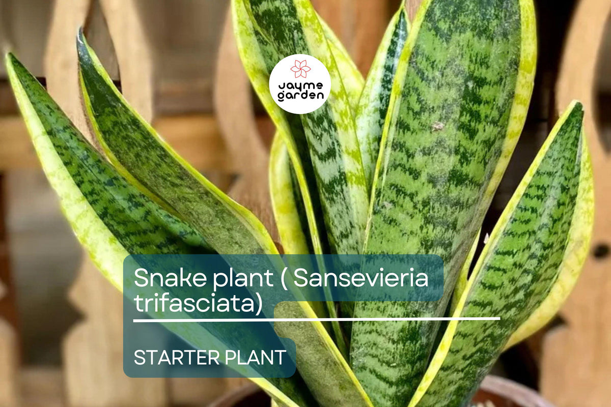 Christmas Cactus Starter Plant - Miss Shimano - Schlumbergera Truncata - Well-Rooted Indoor Cactus for Holiday Decor