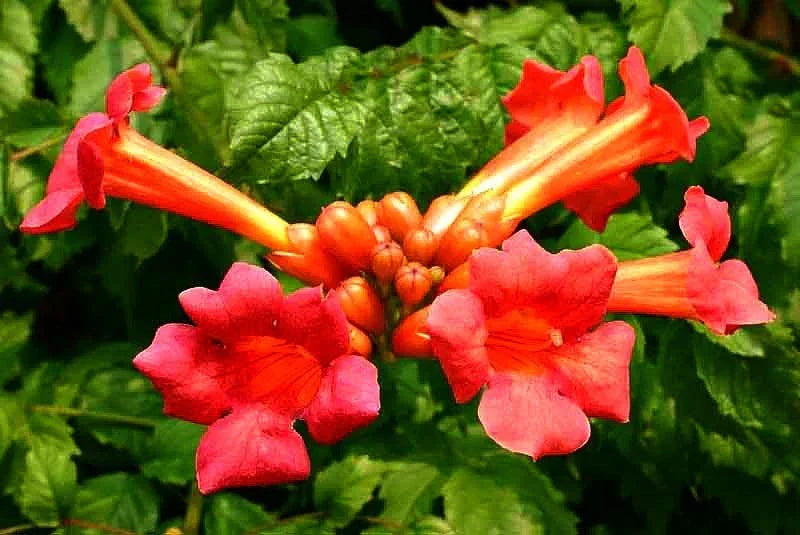 18 Red Trumpet Vine Cuttings - Campsis radicans - Hummingbird-Friendly Perennial Organic Pollinator Plant for Garden