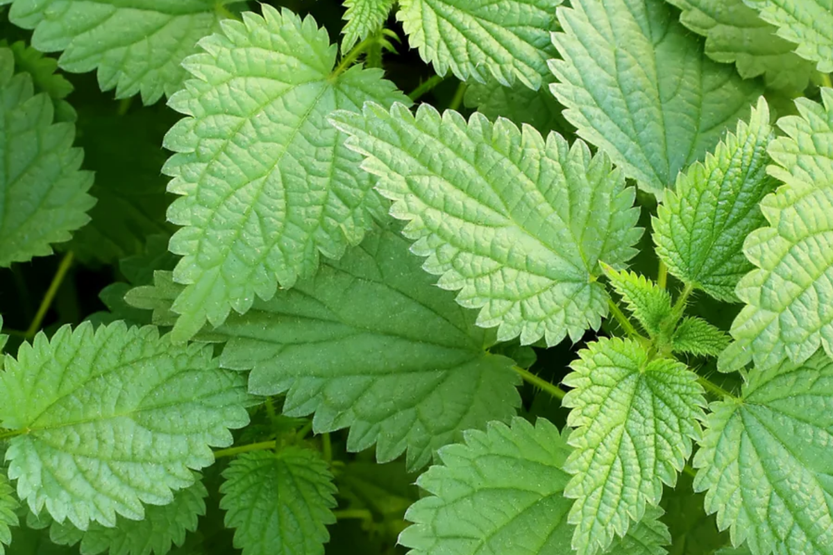 Stinging Nettle Seeds 200 PCS - Urtica Dioica, Nutrient-Rich Perennial Herb for Medicinal Use, Easy to Grow Garden Plant