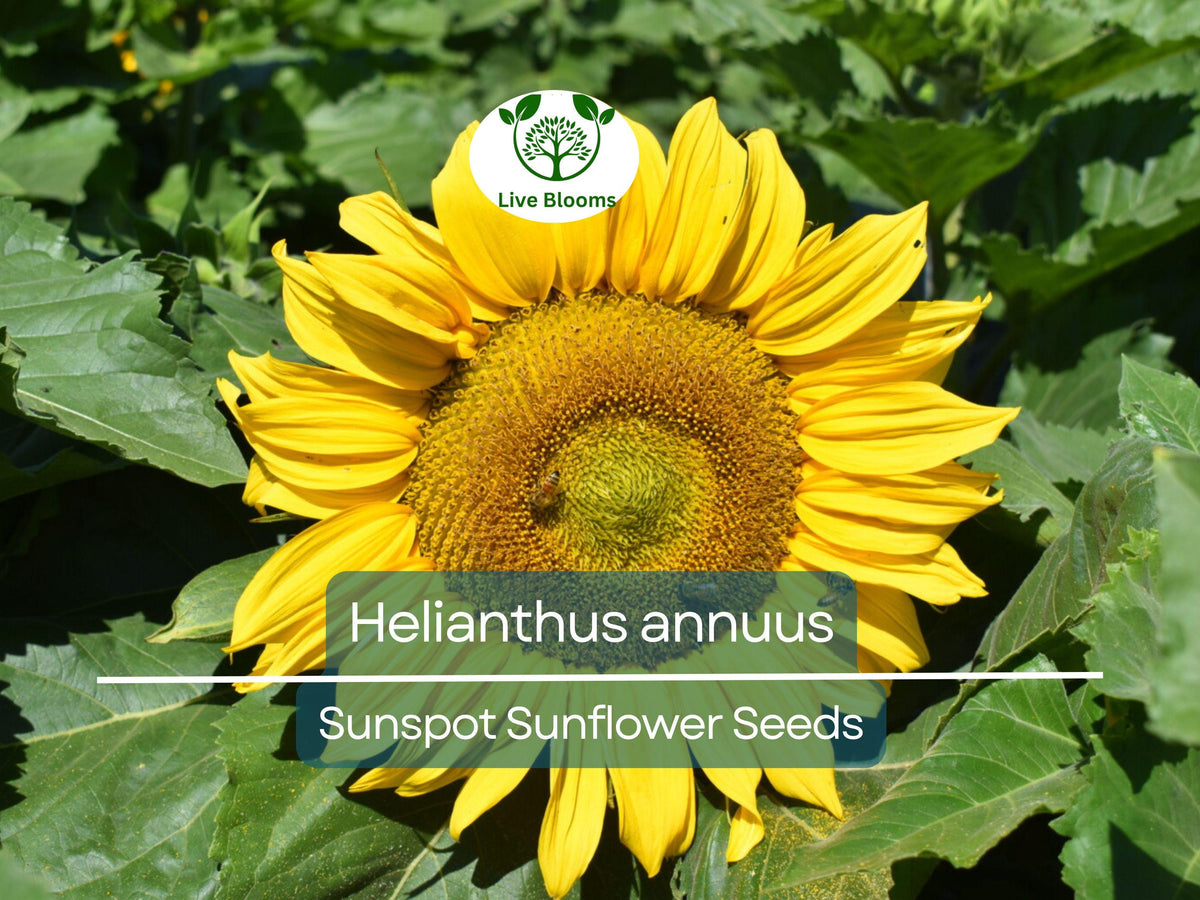 Sunspot Sunflower Seeds 1 Gram Dwarf Variety Bright Yellow Blooms Helianthus annuus for Gardens Pots Pollinator Habitats