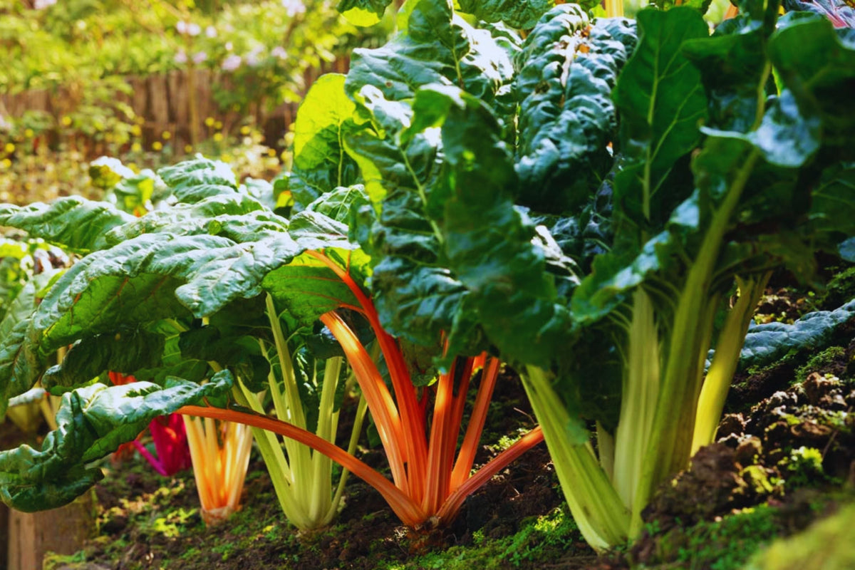 Red Swiss Chard Seeds | Non-GMO Vegetable Seeds | Beta vulgaris subsp. cicla | 100 Seed Packet for Home Garden