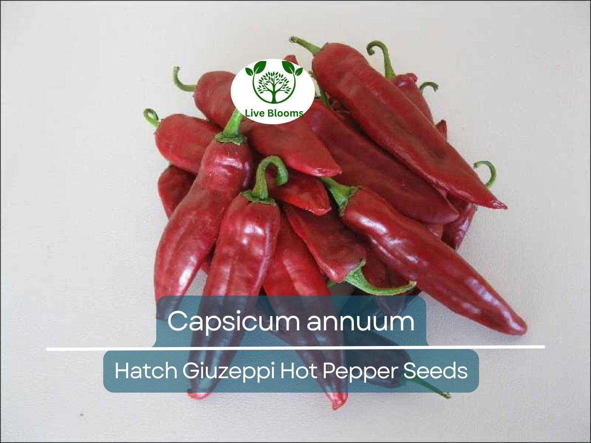 Hatch Giuzeppi Hot Pepper Seeds 250 mg - Capsicum annuum Heirloom for Gardening, Culinary Use, and Spicy Harvest