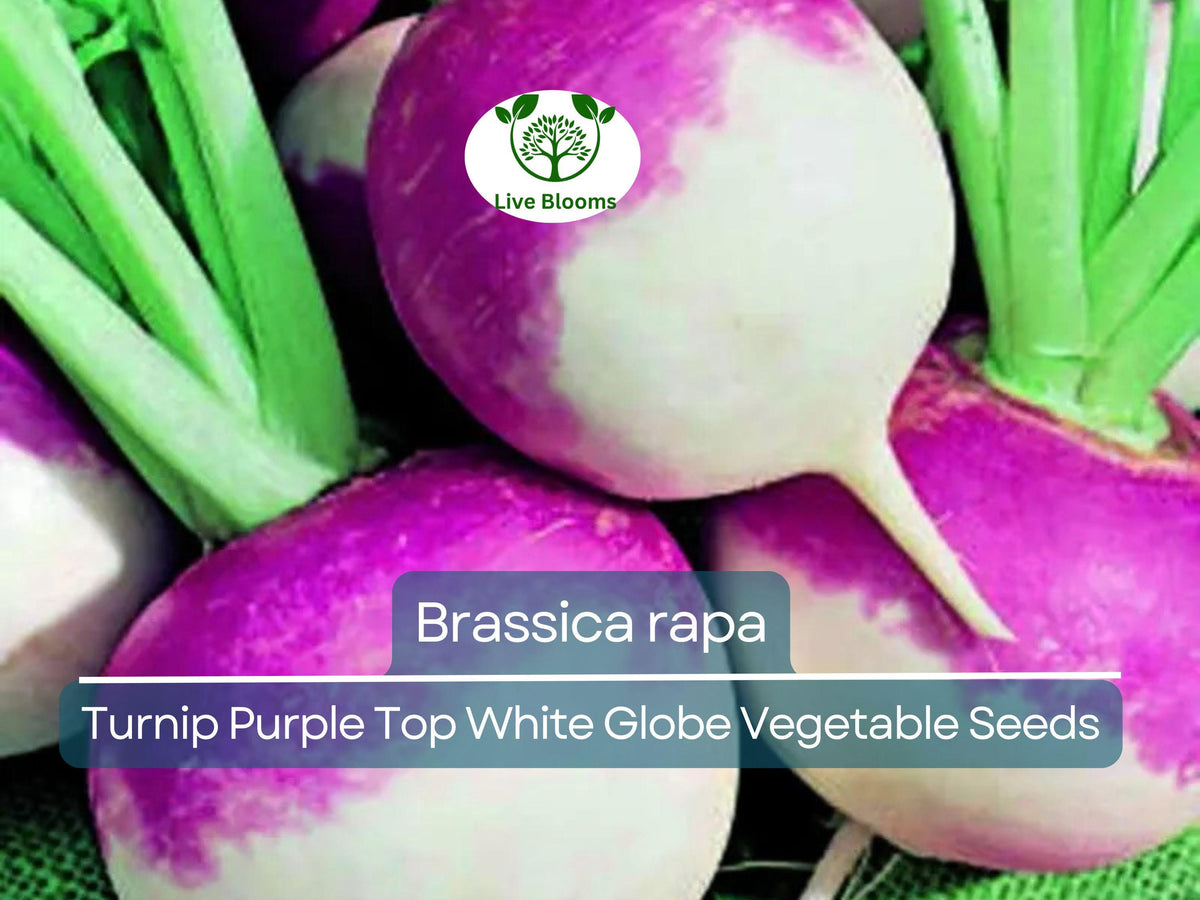 1000 mg Purple Top White Globe Turnip Seeds - Brassica rapa Heirloom for Gardening & Fresh Root Harvest