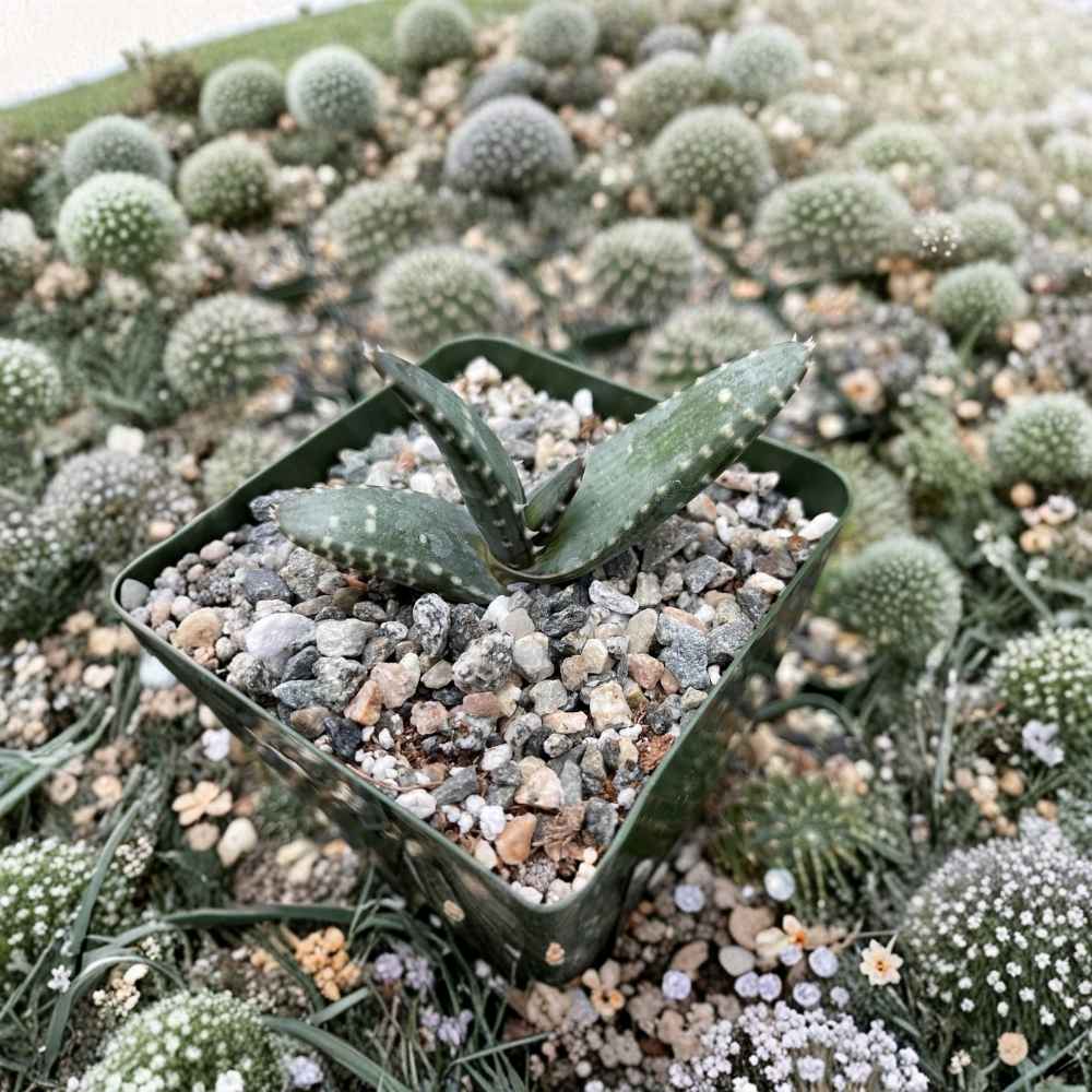 Aloe Pearsonii Hybrid Succulent Plant | Drought-Tolerant Indoor Greenery | Unique Succulent Variety
