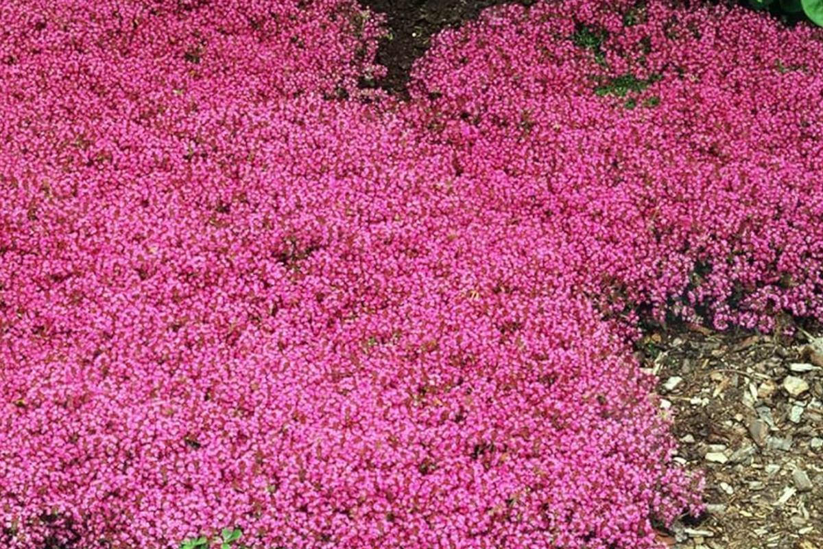 Creeping Thyme Seeds 100 PCS Magic Carpet Thymus Serpyllum Carmine-Pink Flowering Groundcover Perennial Plant