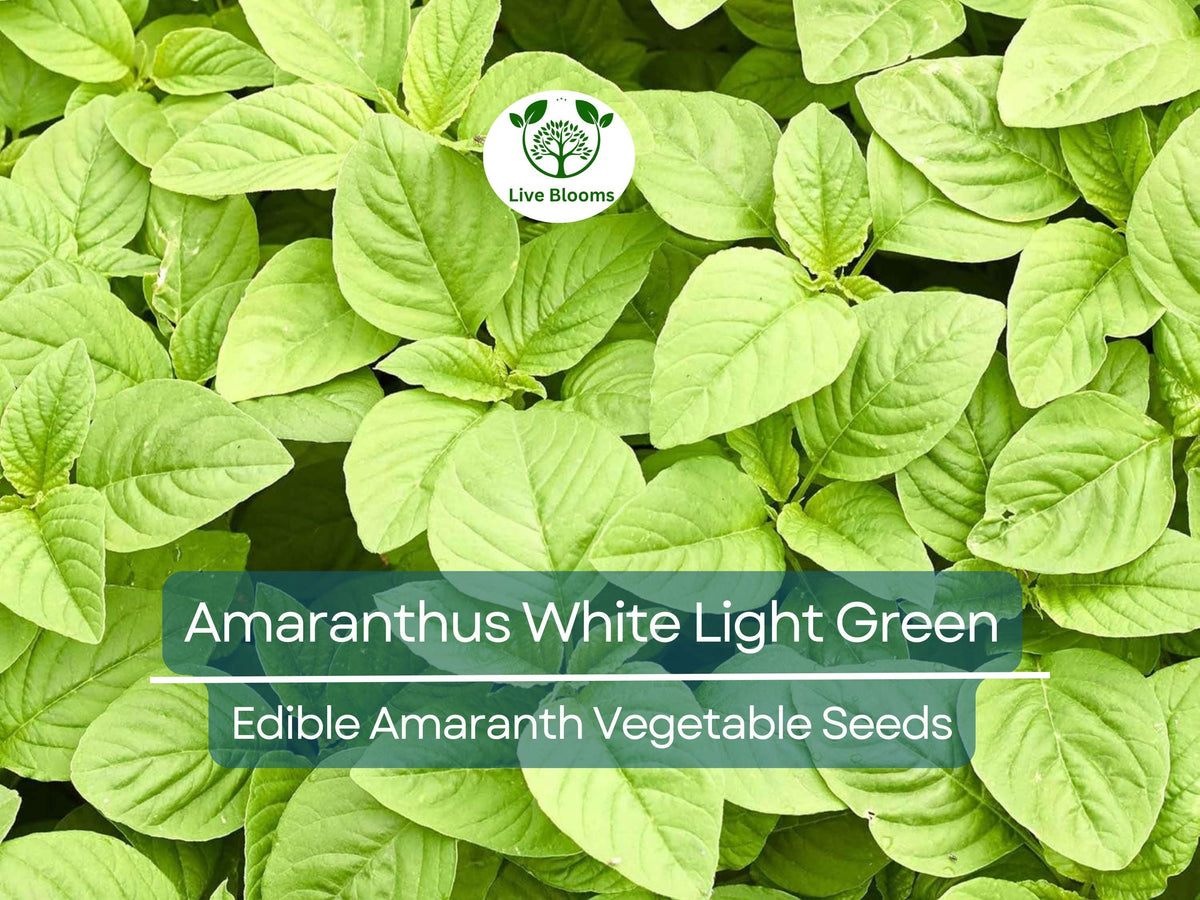 500 Edible Amaranth Seeds - Amaranthus White Light Green - Nutritious Leafy Greens for Gardening & Culinary Use