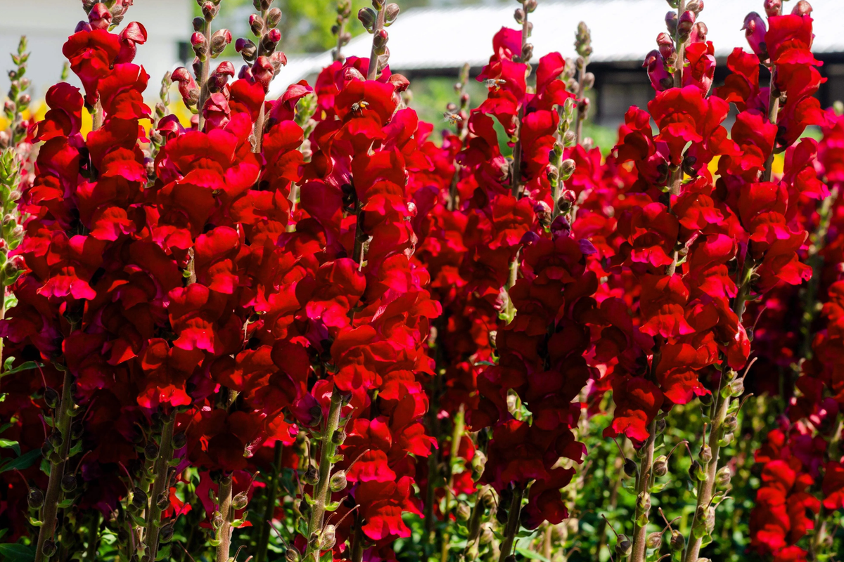 Red Snapdragon Seeds - 200 PCS Ruby Flowers - Antirrhinum Majus Maximum Ruby - Ideal for Gardens & Cut Flowers