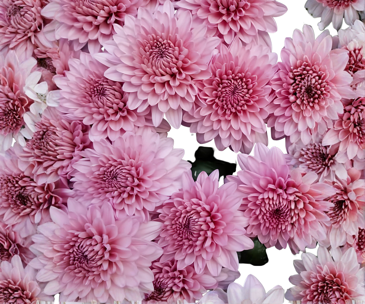 Light Pink Mum Chrysanthemum Seeds - 200+ Seeds - Chrysanthemum morifolium - Perfect for Fall Gardens and Bouquets