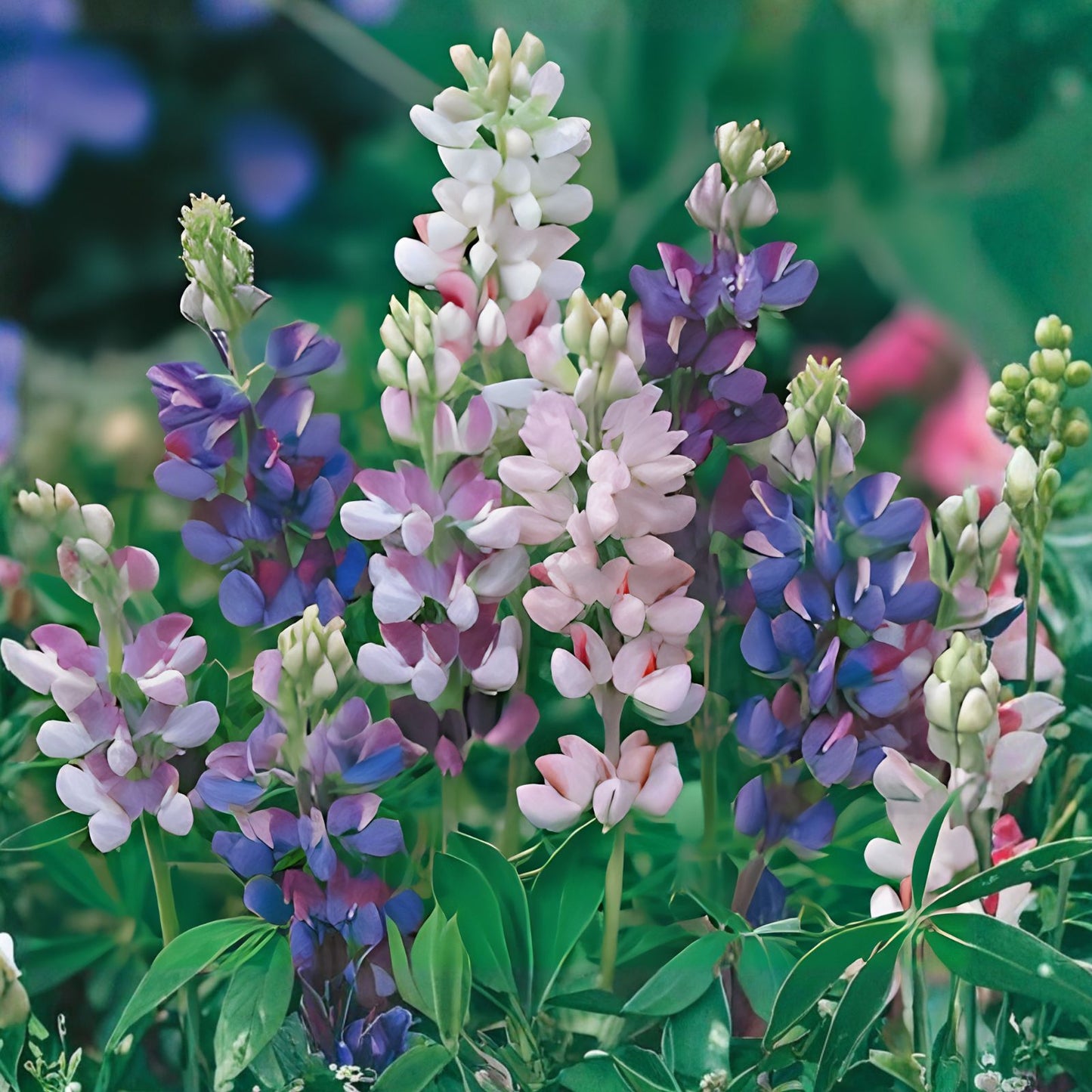 Pixie Delight Lupine Seeds - Non-GMO - Colorful Flower Variety - Lupinus polyphyllus - 1253