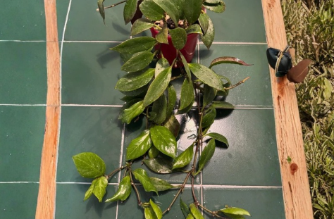 Hoya Sunrise Node Cutting - 1 Live Unrooted Cutting for Indoor Propagation - Hoya ‘Sunrise’ (Hybrid)