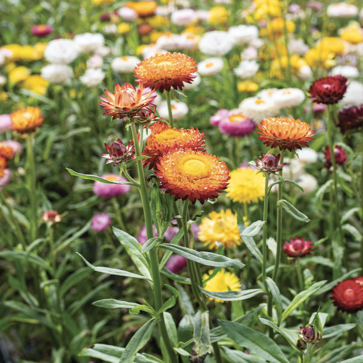 Swiss Giant Mix Strawflower 100 Seeds - Non-GMO Flower Seeds - Helichrysum bracteatum - Free Shipping