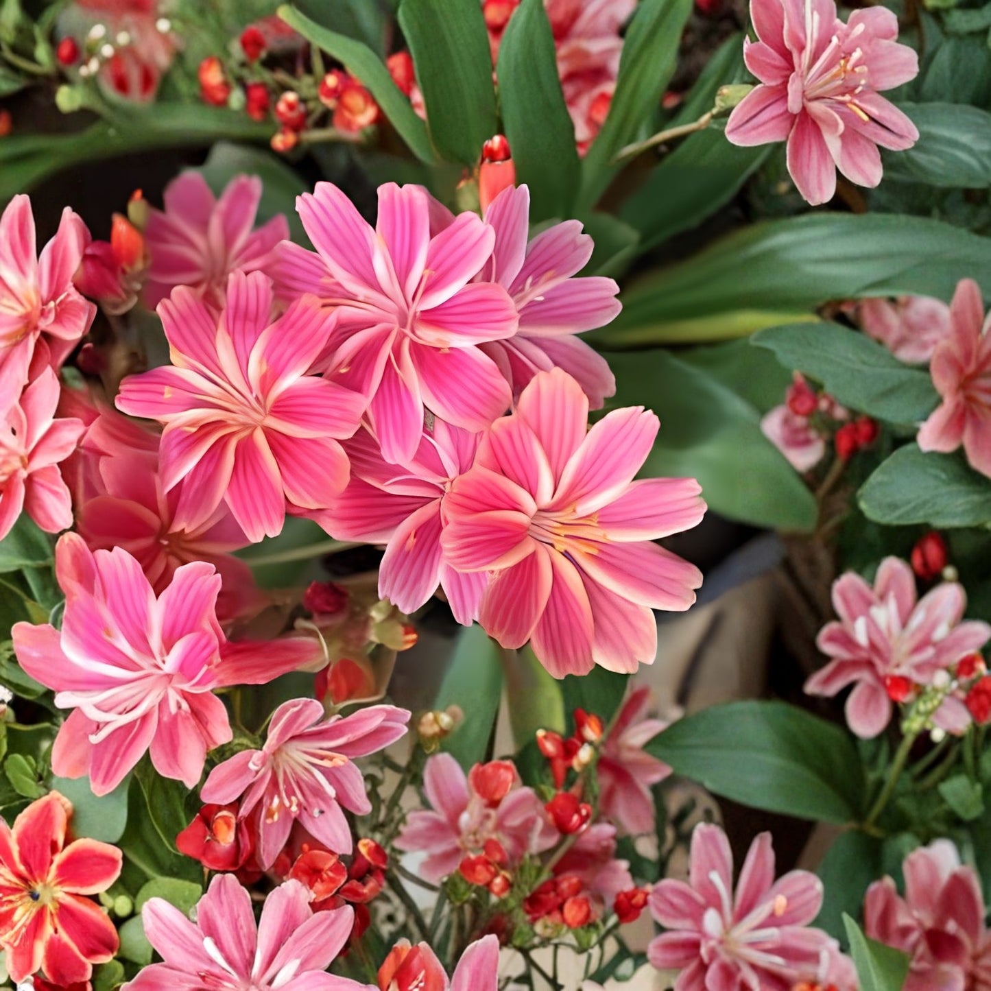 Lewisias Seeds - Pinkie Variety - 35 or 100 Non-GMO Flower Seeds - Ideal for Garden Planting