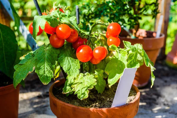 3 Live Bare Root Cherry Tomato Plants - Solanum lycopersicum Sweet Red - Easy to Grow Garden Vegetable Starter