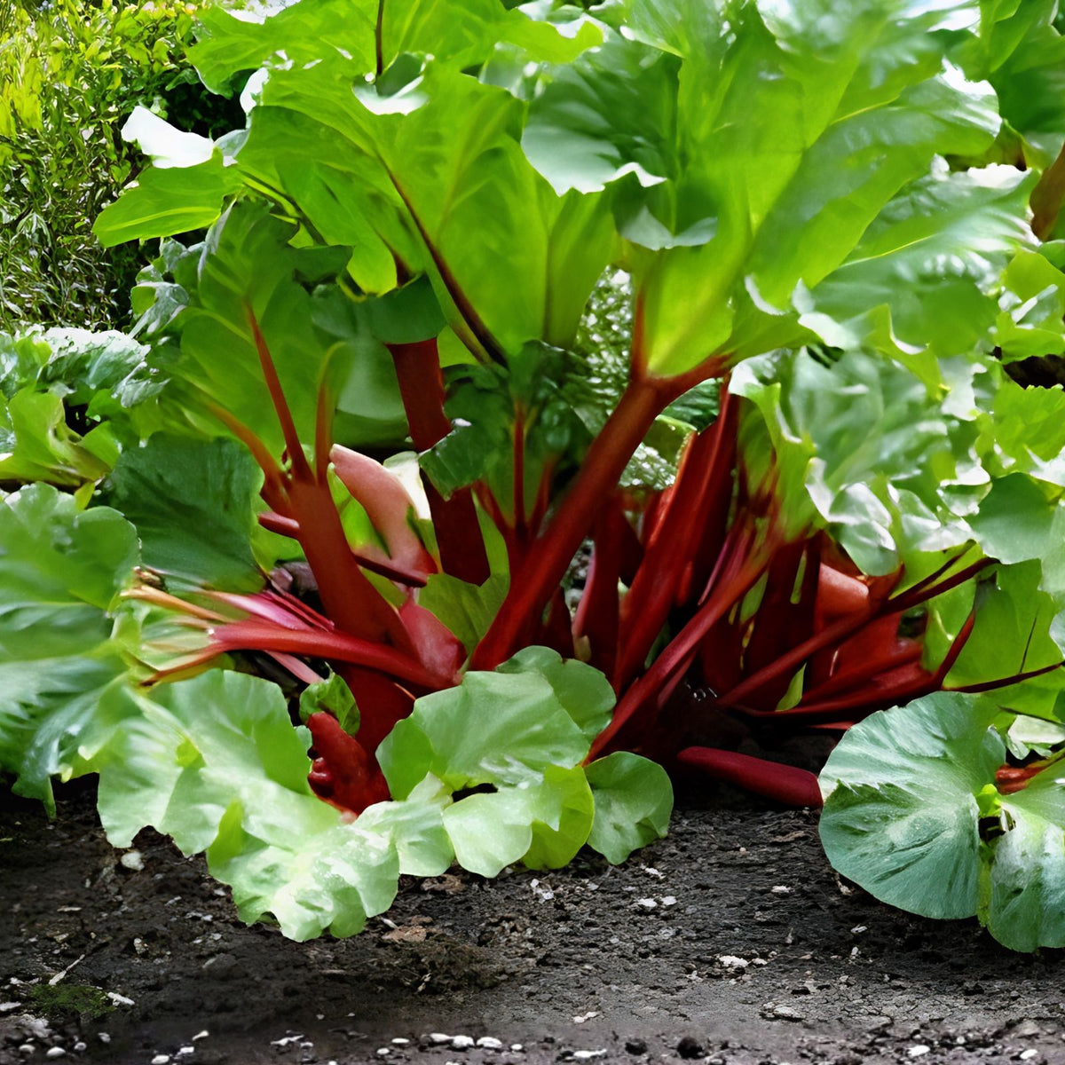 Victoria Rhubarb Seeds | Red Perennial Vegetable Seeds | Rheum rhabarbarum | USA Grown, 2025 Fresh Stock
