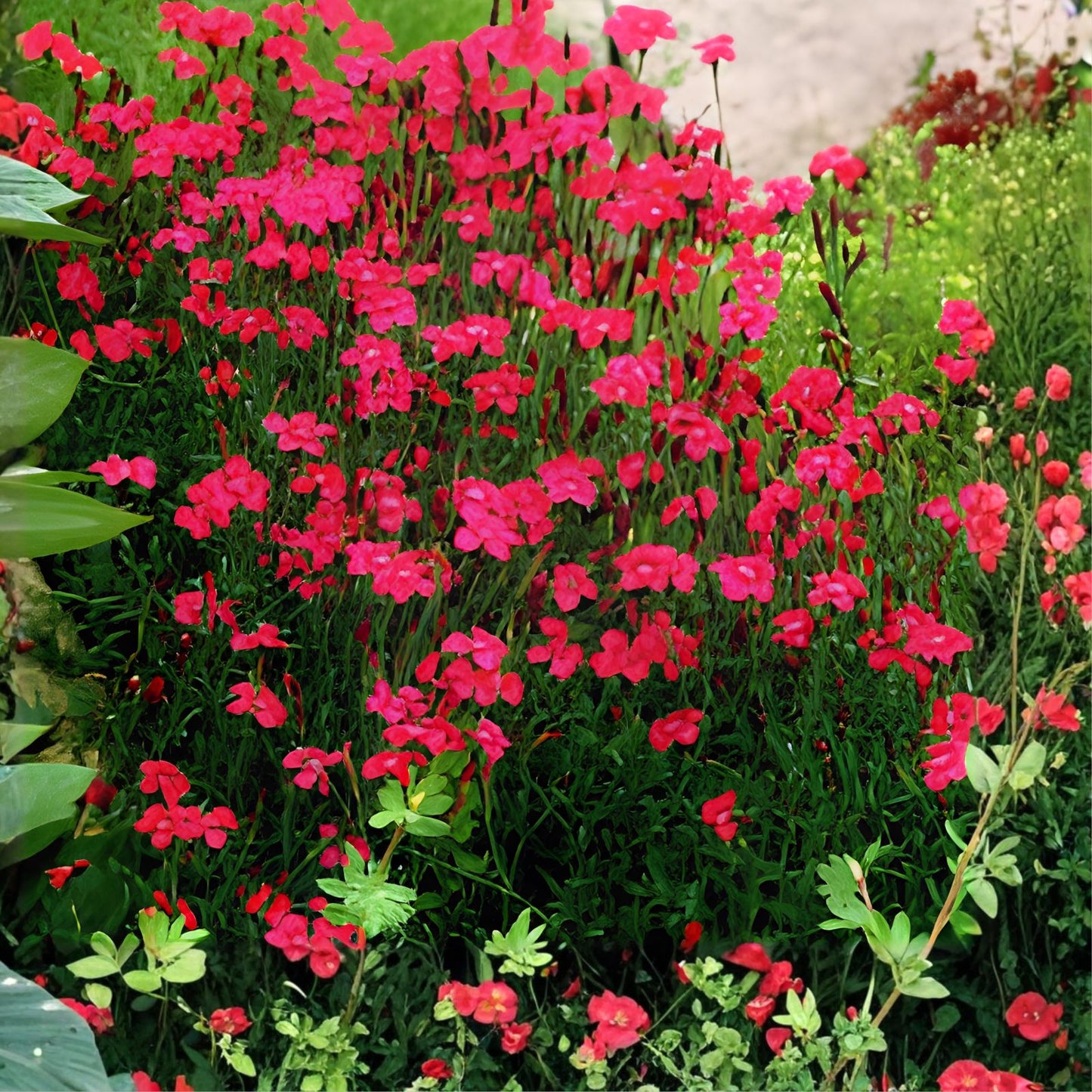 Carmine Drizzle Dianthus Seeds - 500+ Bulk Annual Flower Seeds - Carnation Variety - US Seller