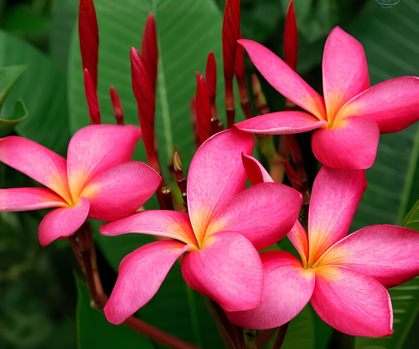 Mexican Red Plumeria Seeds - Tropical Frangipani Flower (P. rubra) - Exotic Garden Plant Starter