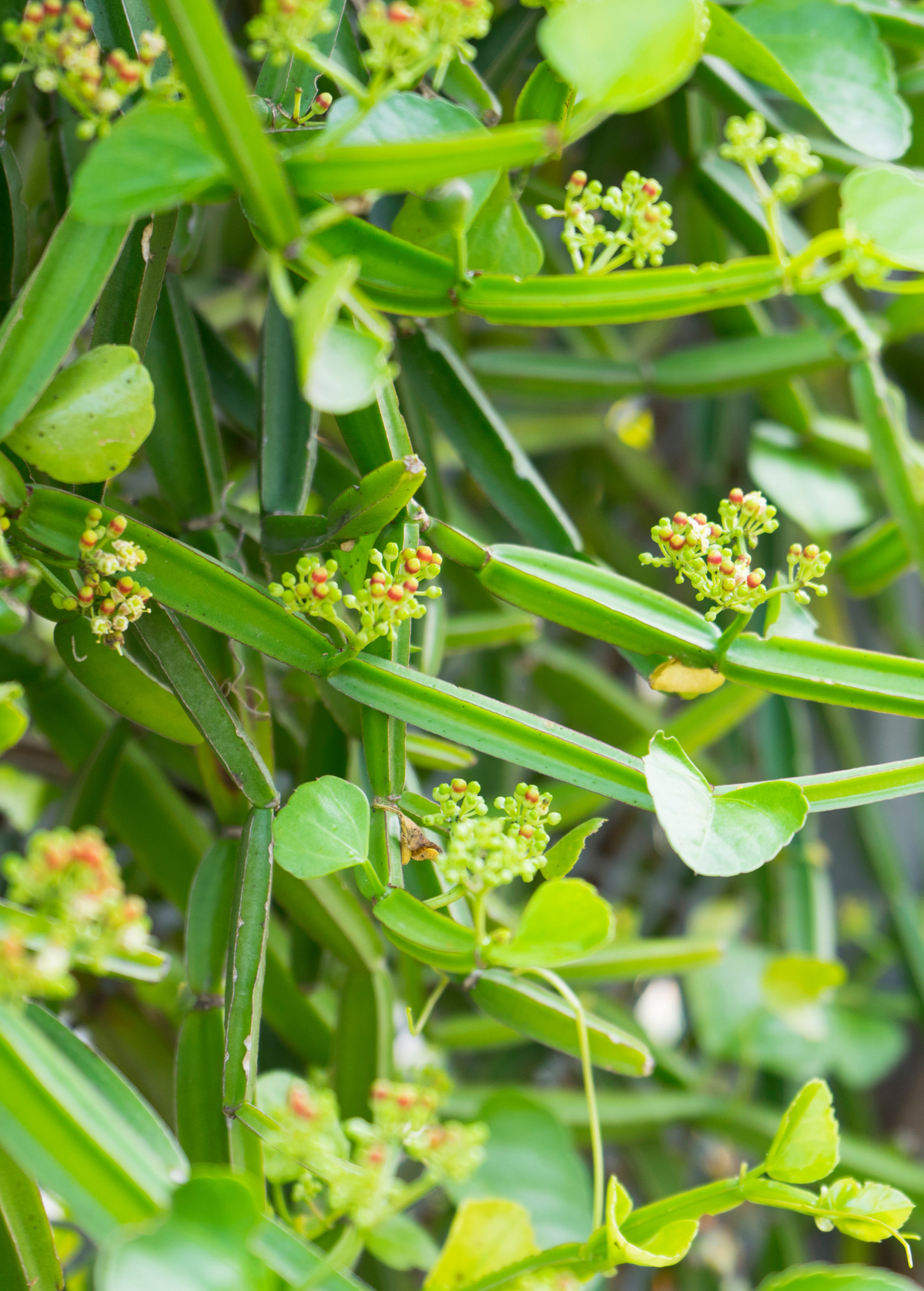 Veld Grape (Cissus quadrangularis)