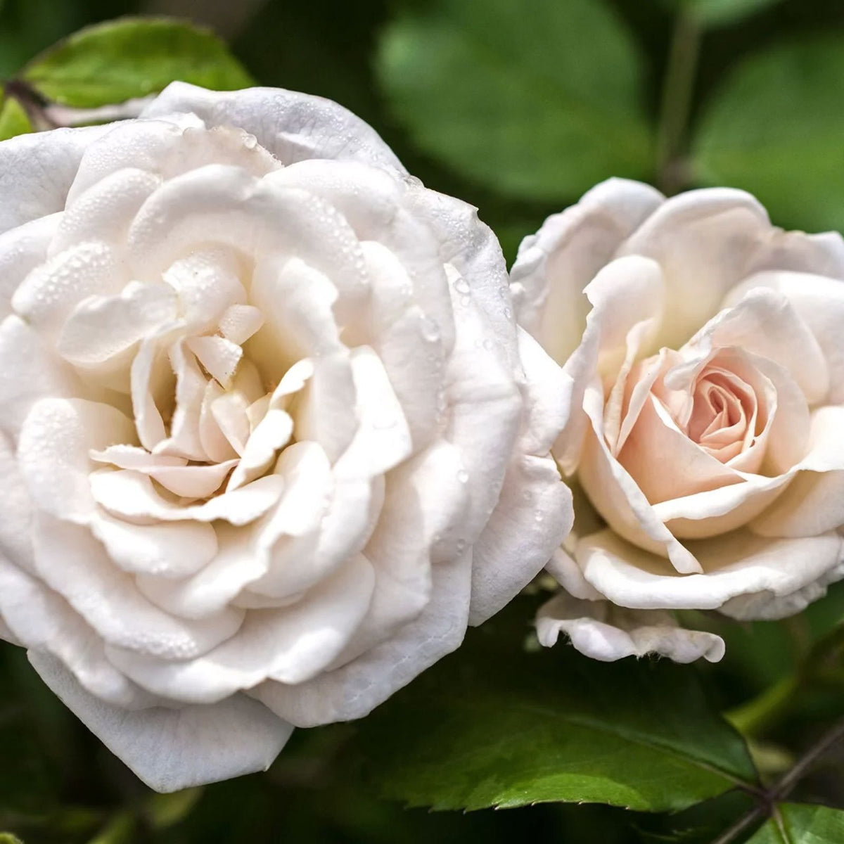 Pale Golden Rose Cuttings Rosa spp. 6 Inch Live Plant Starter Bare Root Houseplant 5 Pack